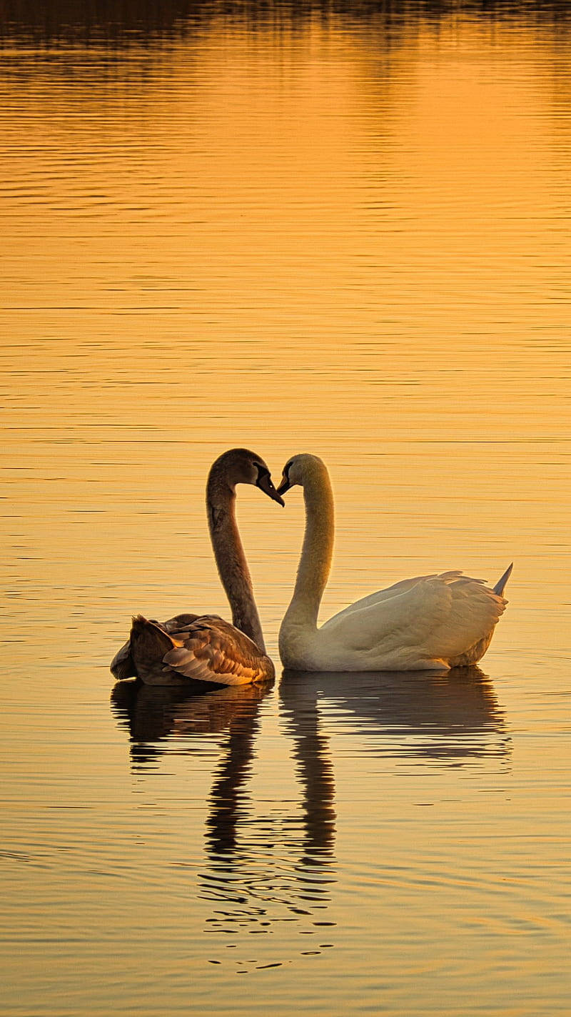 Nature Love Swans During Sunset Wallpaper