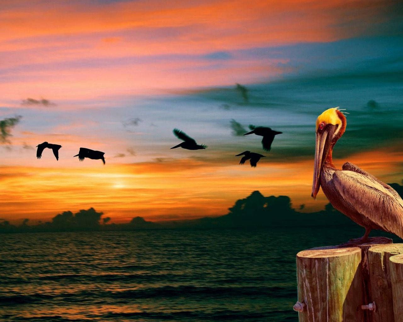 Nature Pelican Wallpaper