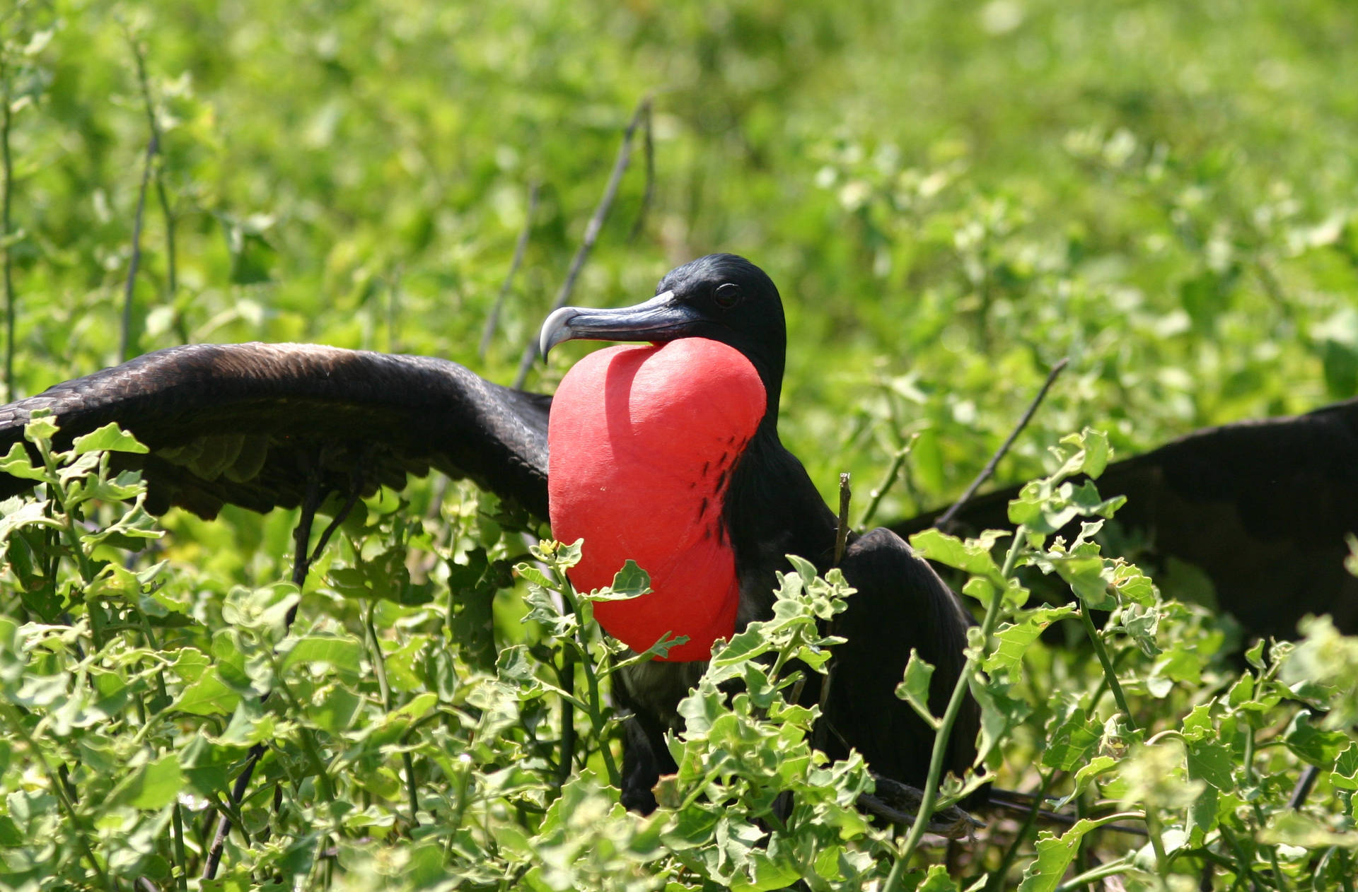 Nauru Frigate Bird Wallpaper