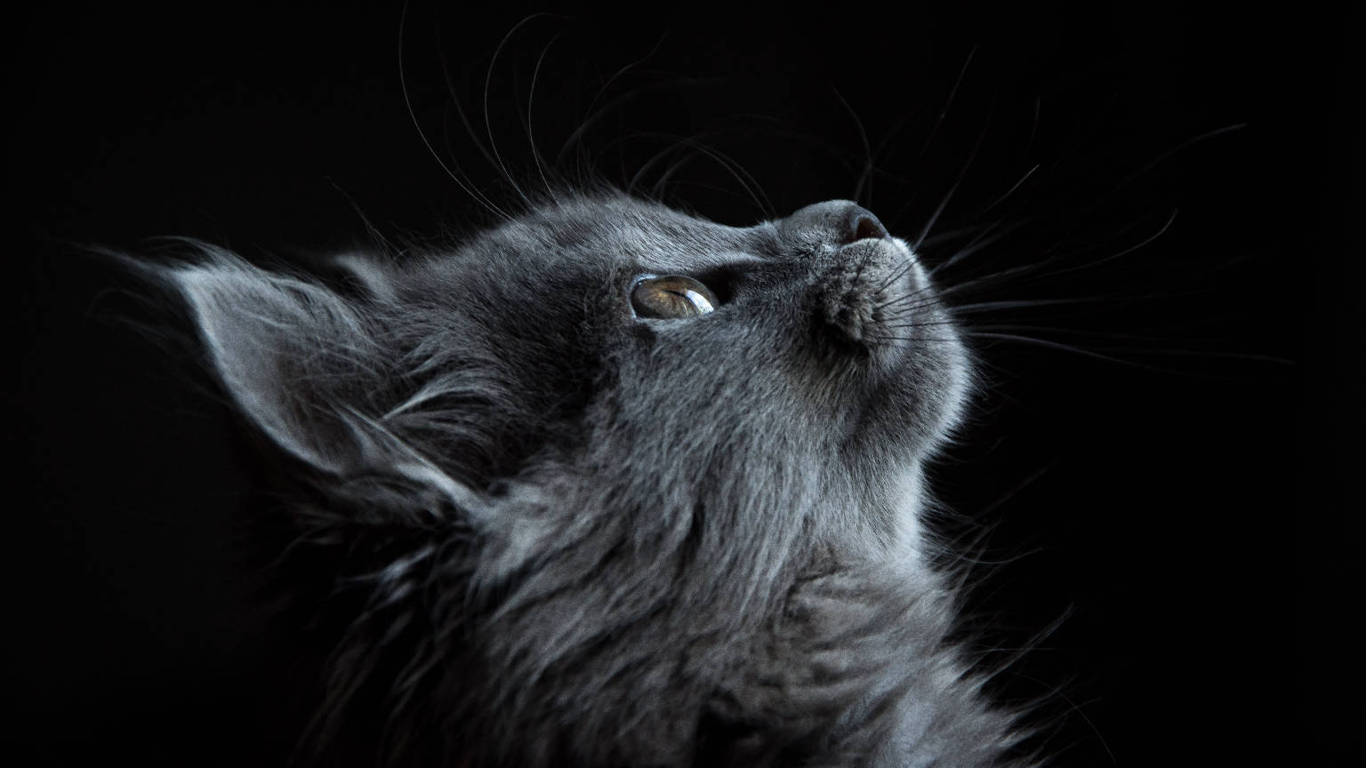 Nebelung Cat On Black Tablet Wallpaper
