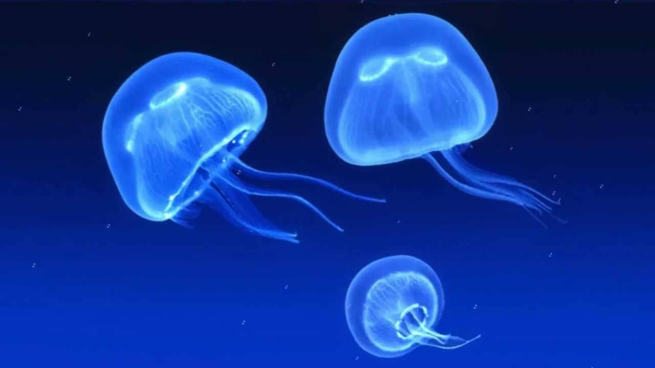 Neon Blue Jellyfish Wallpaper