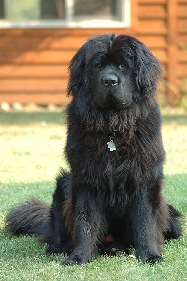 Newfoundland Dog Sitting On The Ground Wallpaper