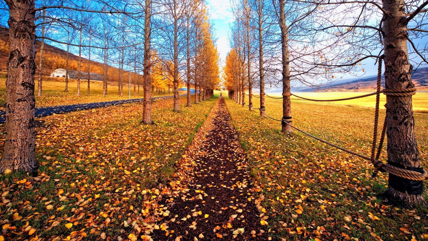 November Field Tree Path Wallpaper