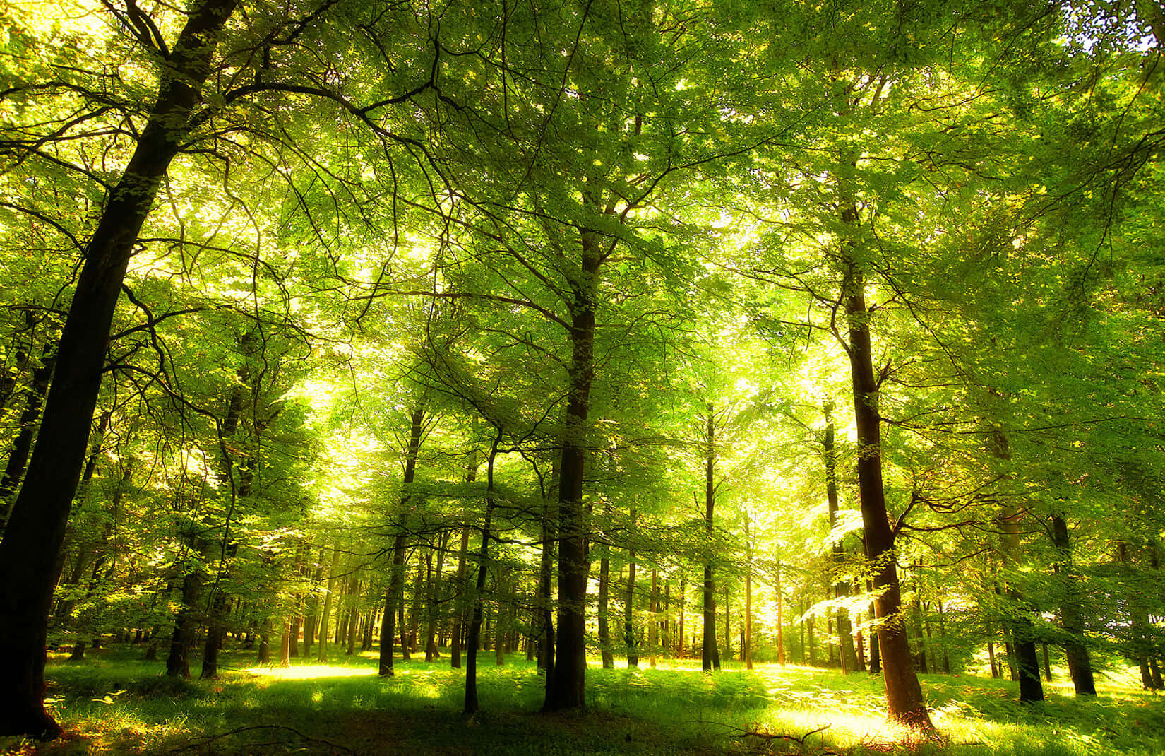 Oak Tree Forest France Wallpaper