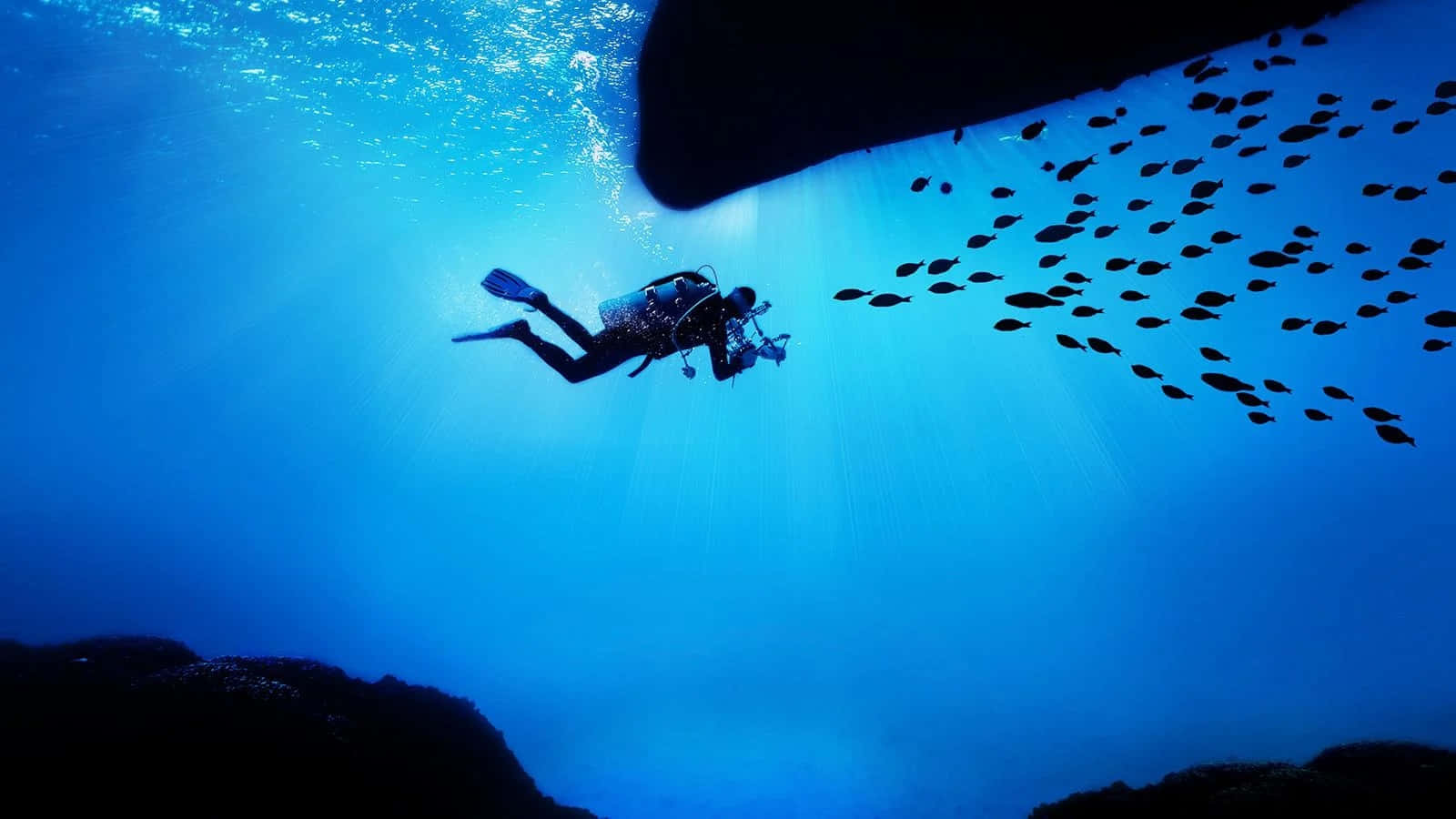 Oled Monitor Diver With School Of Fish Wallpaper