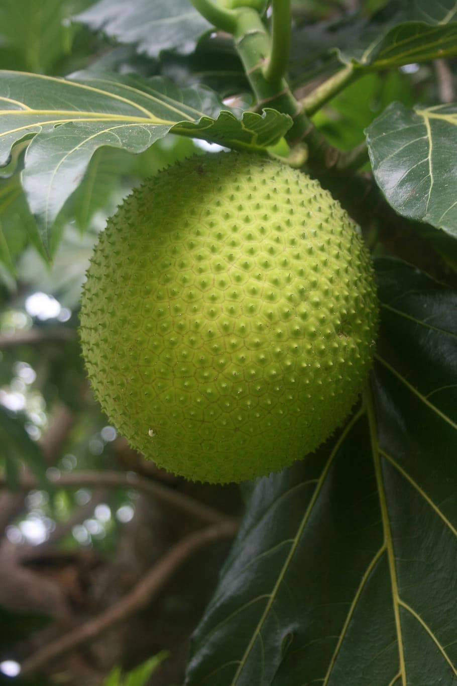 One Breadfruit Closer Look Wallpaper