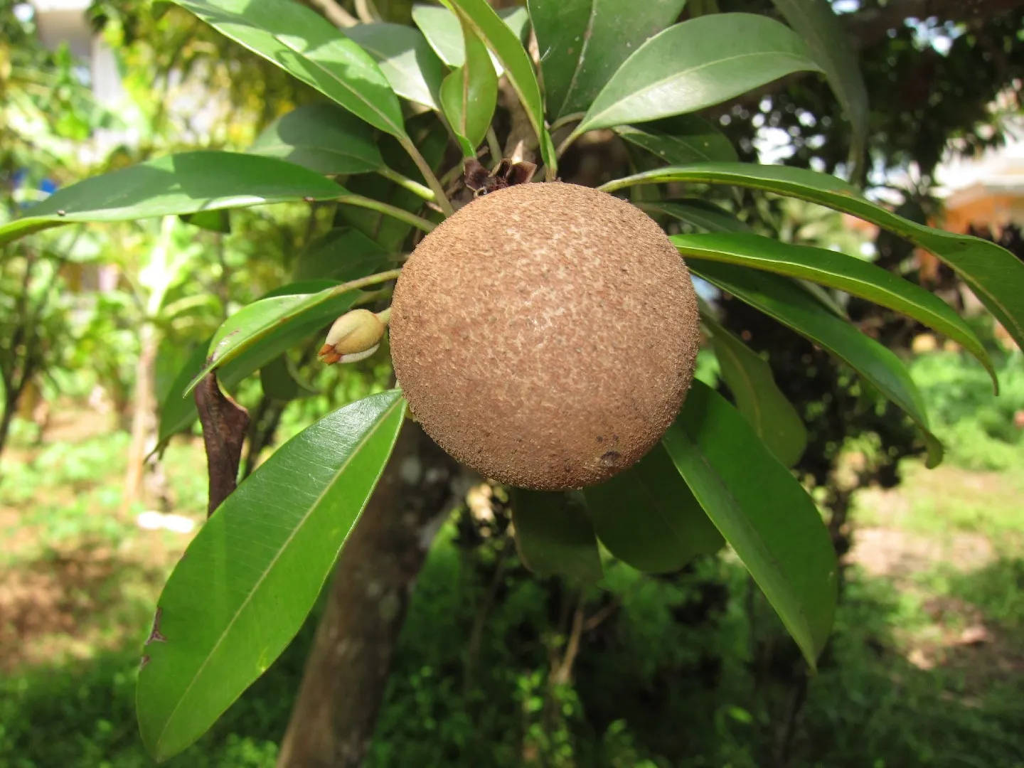 One Ripe Sapodilla Fruit Wallpaper