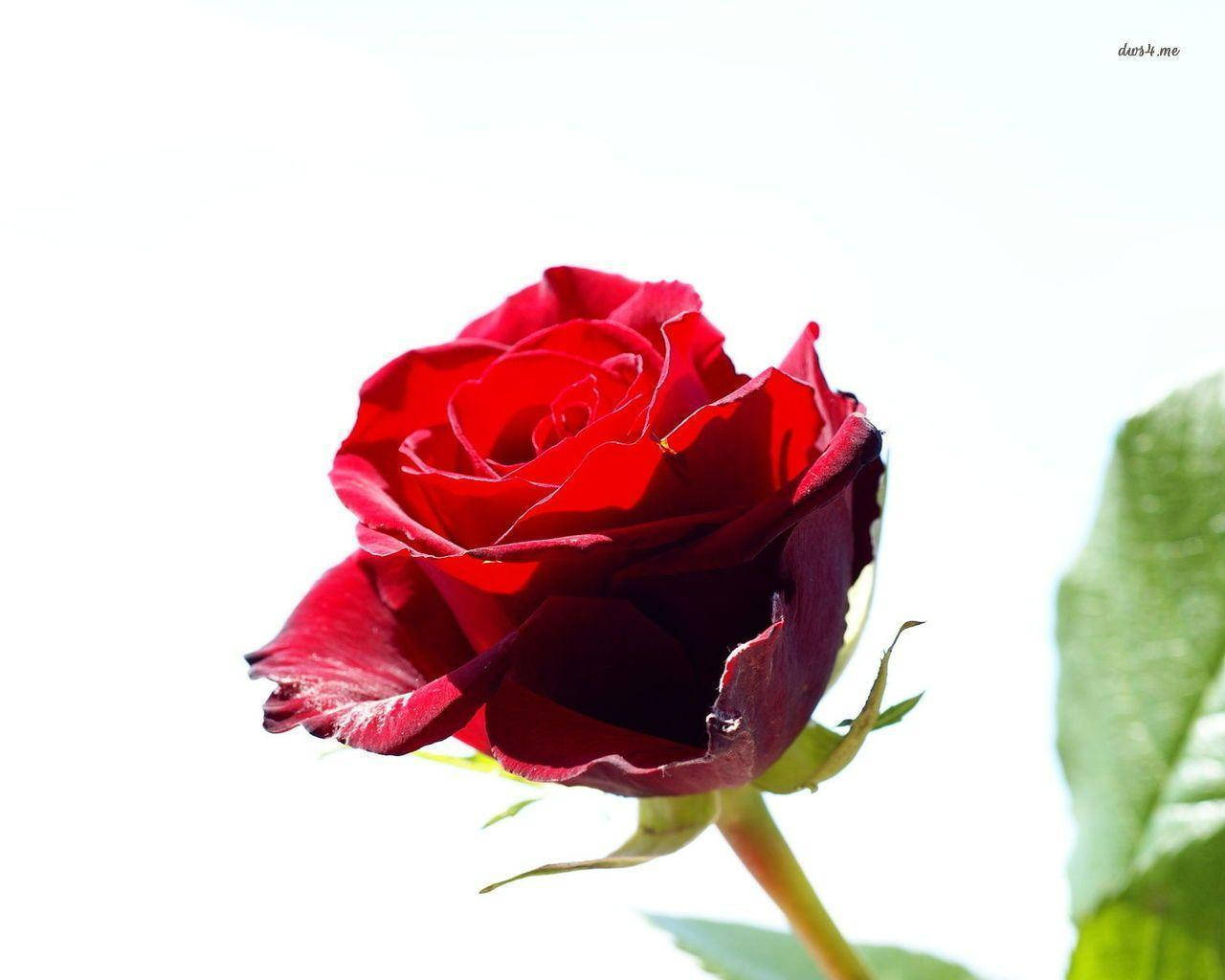 One Stem Of Red Rose Flower Wallpaper