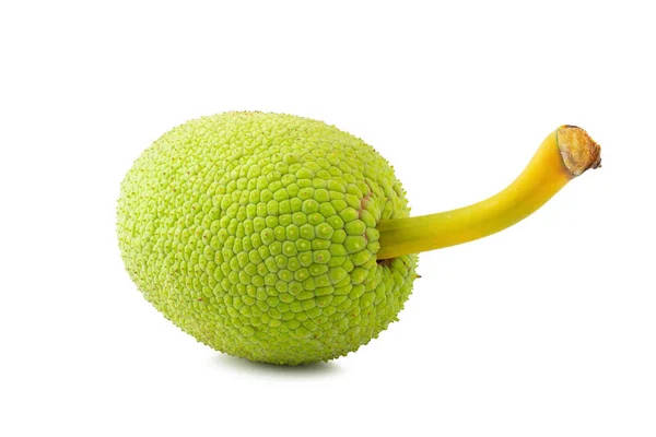 One Tiny Breadfruit Wallpaper