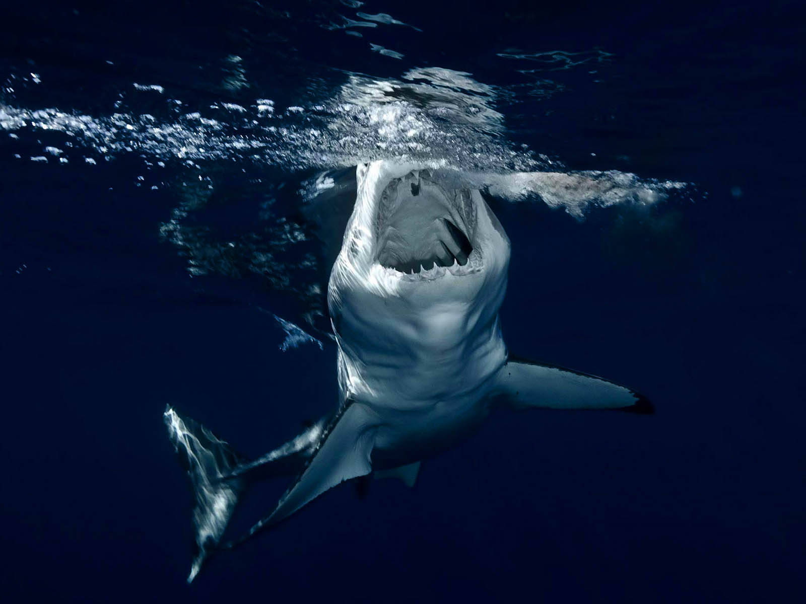 Open Mouth Shark Wallpaper
