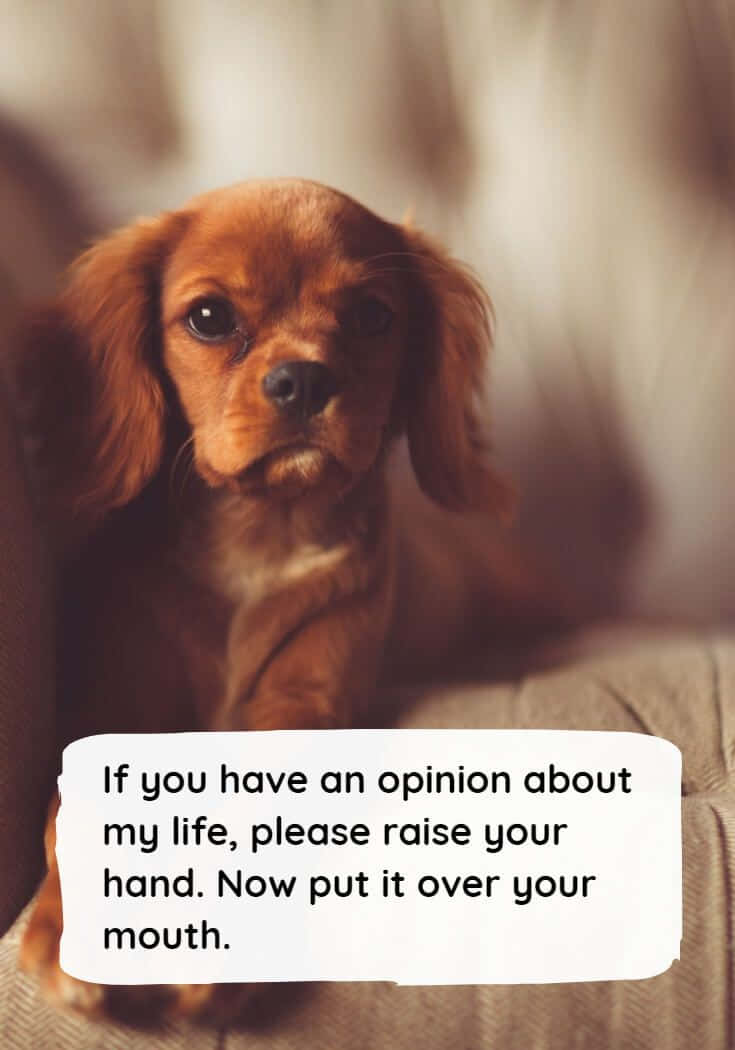 Opinionated Puppy Funny Quote.jpg Wallpaper