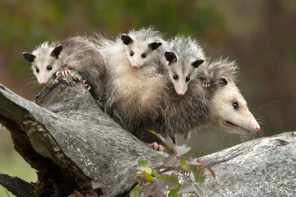 Opossum Family On Log Wallpaper