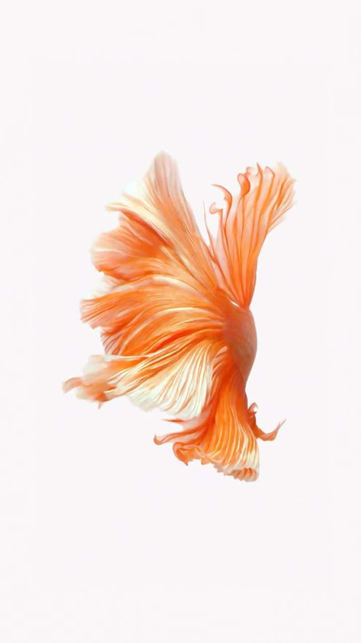 Orange Betta Iphone 6s Live Wallpaper