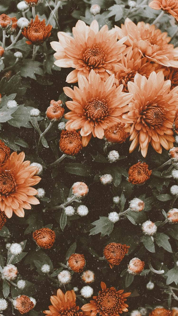 Orange Flower Iphone Wallpaper
