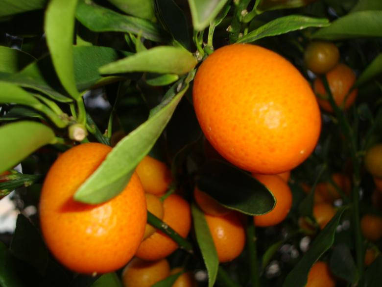 Orange Fruits In Cape Town Wallpaper