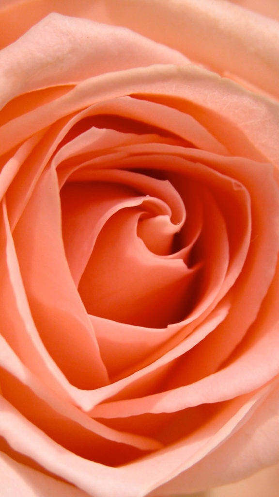 Orange Rose Hd Wallpaper