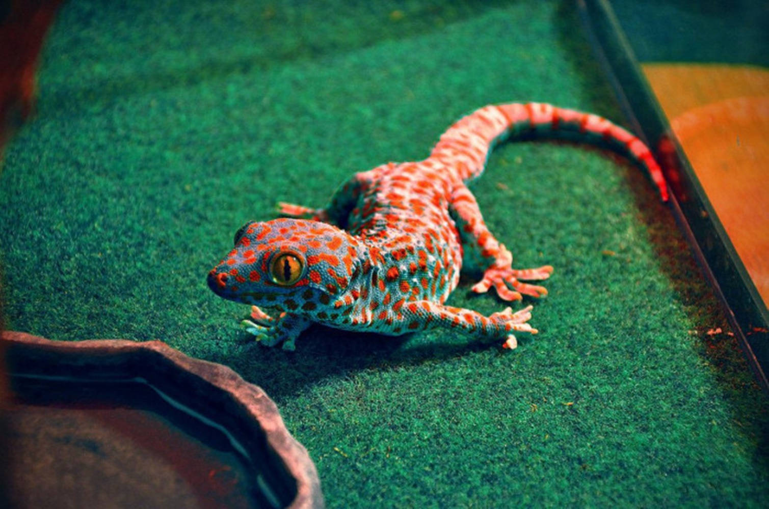Orange Spotted Gecko Wallpaper