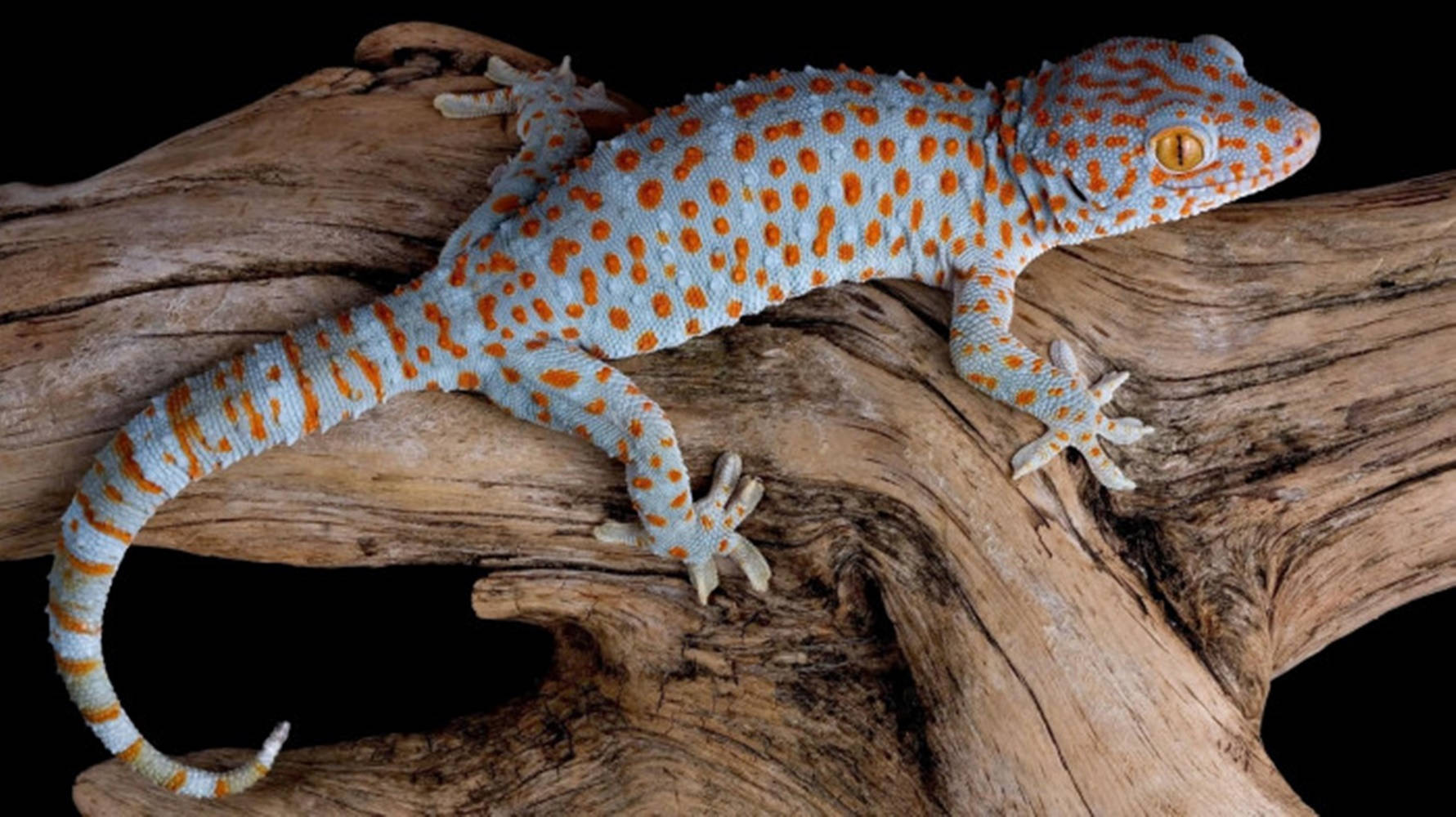 Orange Spotted Tokay Gecko Wallpaper