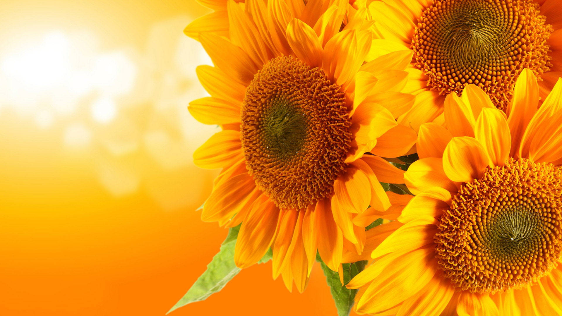 Orange Sunflower Laptop Wallpaper