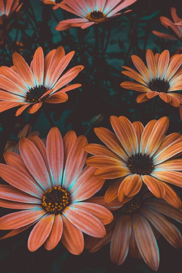 Orange Vintage Flower Aesthetic Daisies Wallpaper