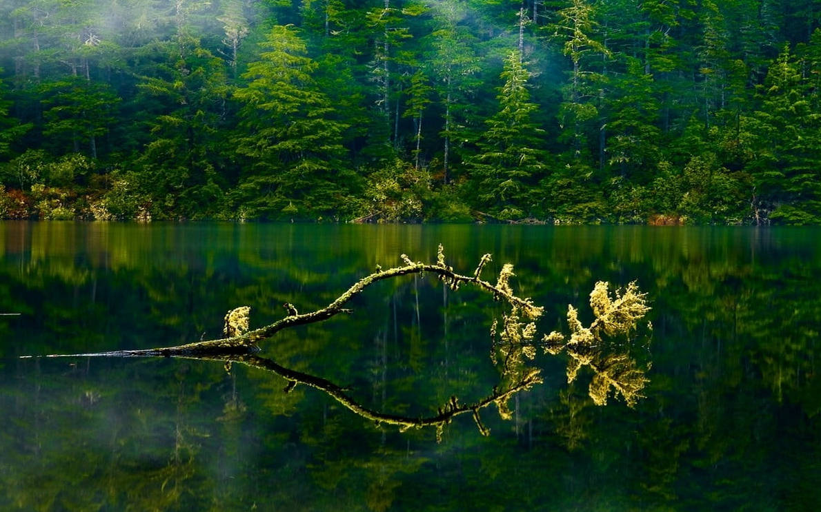 Oregon Green Lake Forest Wallpaper