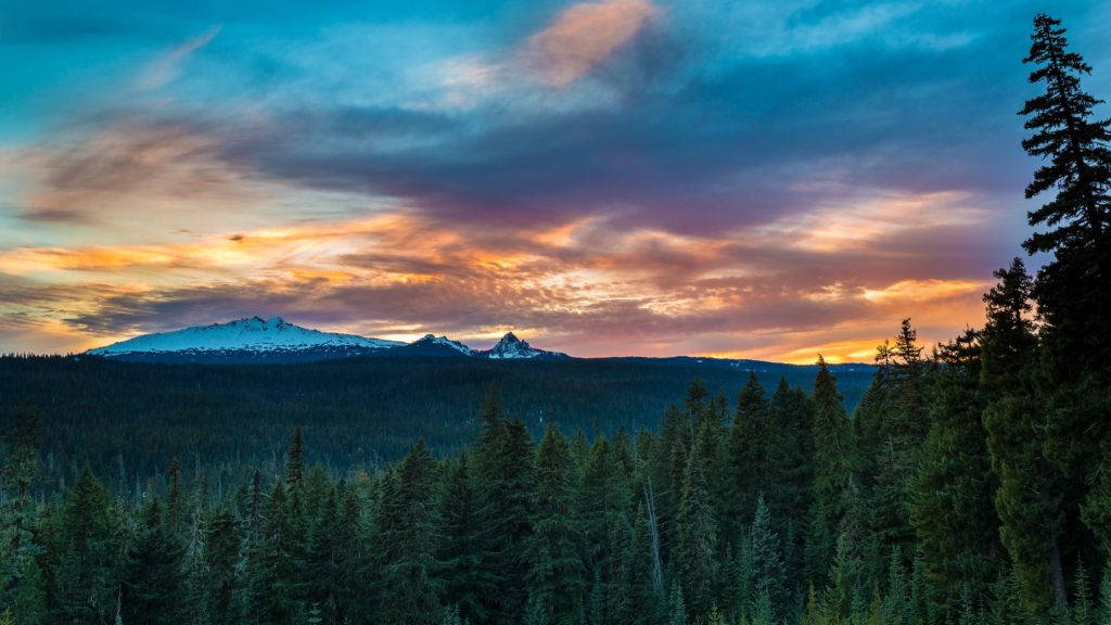 Oregon Pine Forest 4k Desktop Wallpaper
