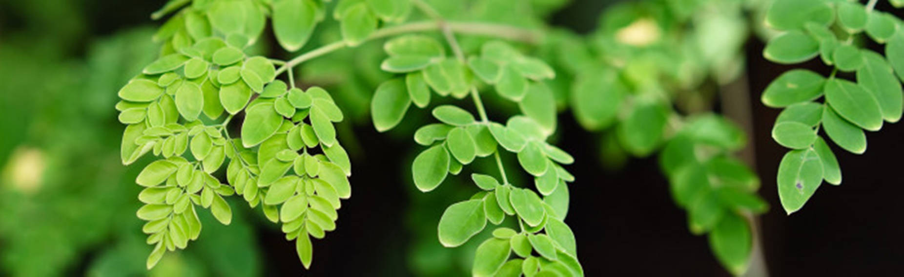 Organic Moringa Olefeira Wallpaper