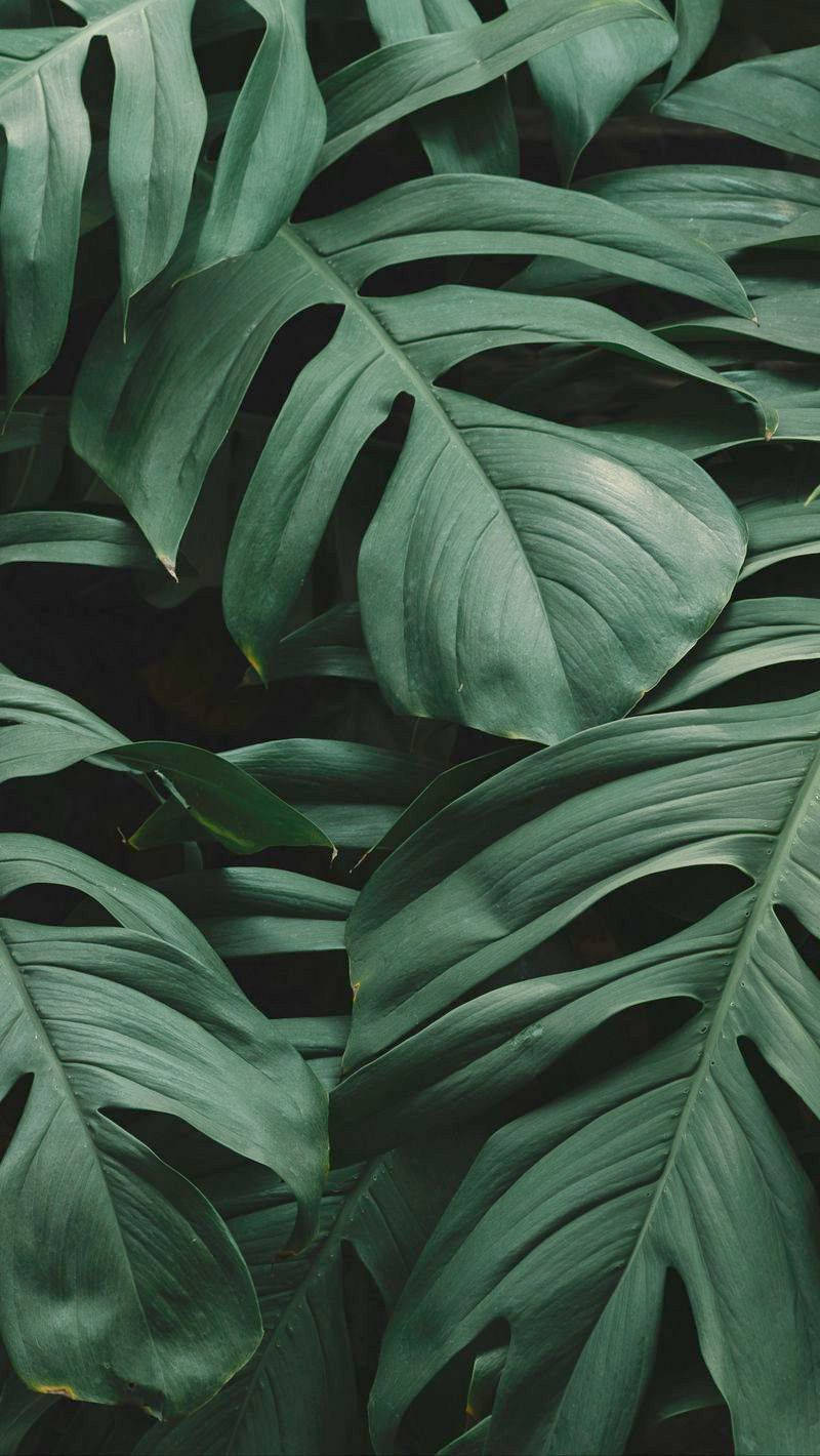 Overlapping Leaves Iphone Wallpaper