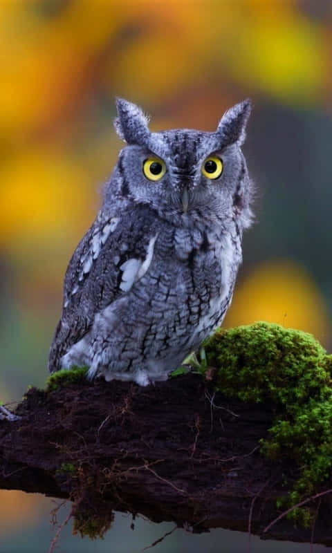 Owls Wallpapers - Owl Wallpapers Wallpaper