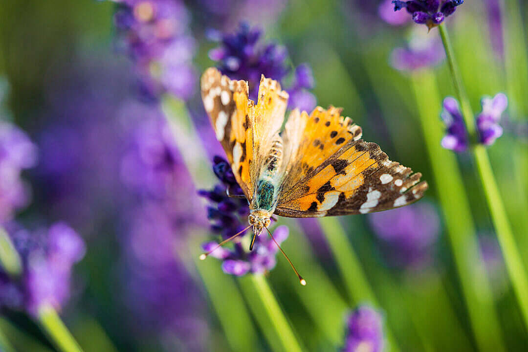 Painted Lady Aesthetic Butterfly Wallpaper