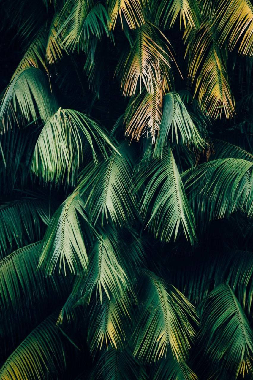 Palm Tree Leaves Original Iphone 7 Wallpaper