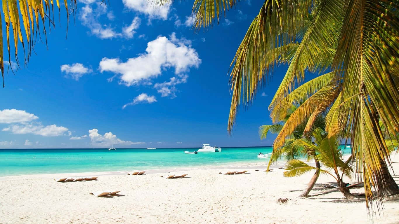 Palm Trees Bahamas Beach Wallpaper