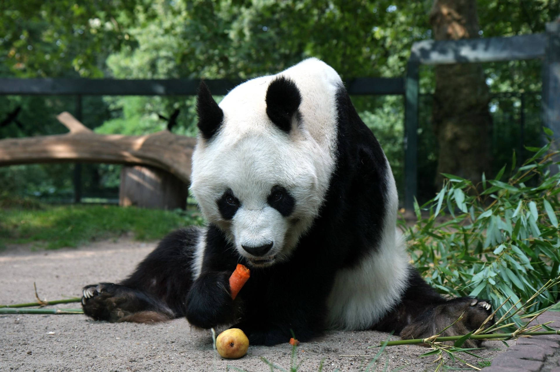 Panda Holding A Carrot Wallpaper