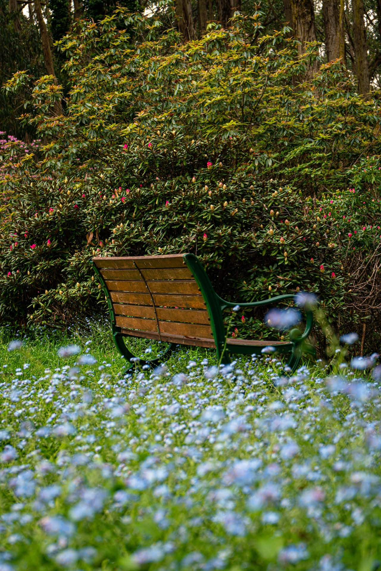 Park Bench Blue Flowers Phone Wallpaper