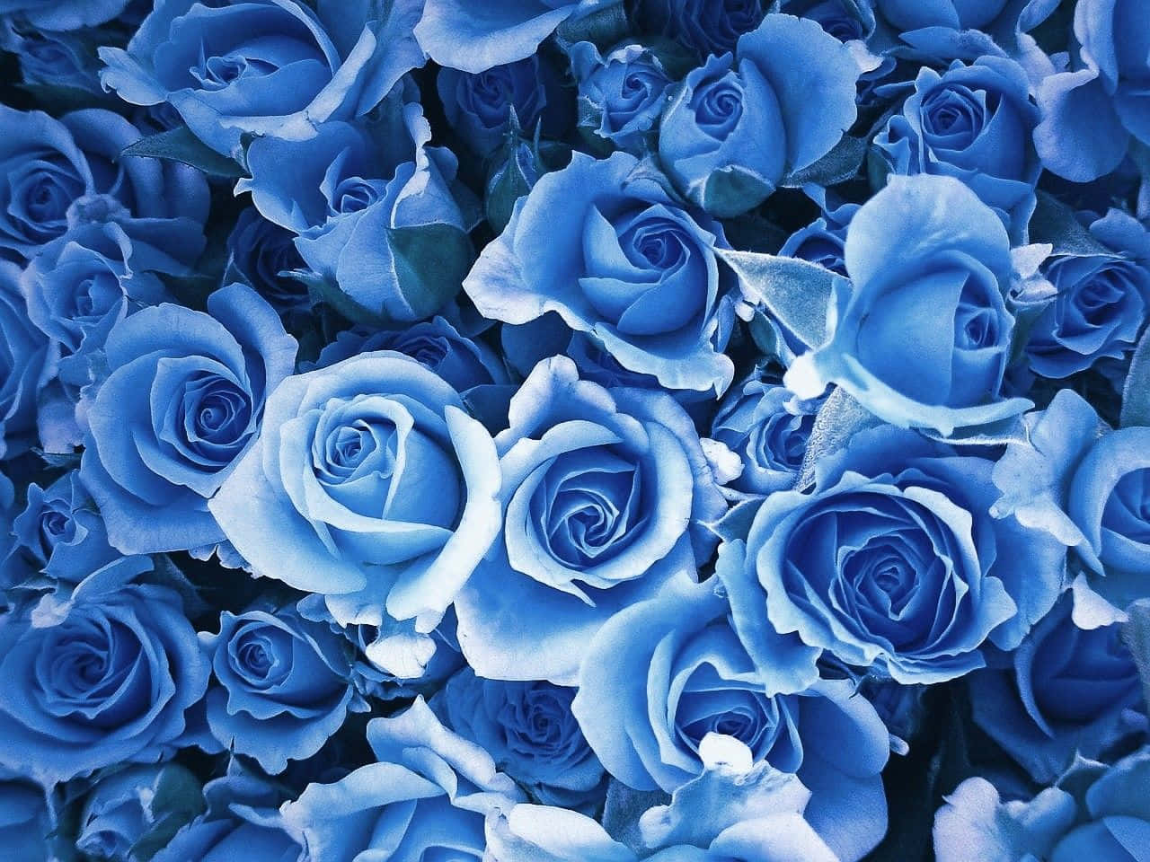 Pastel Blue Roses Wallpaper