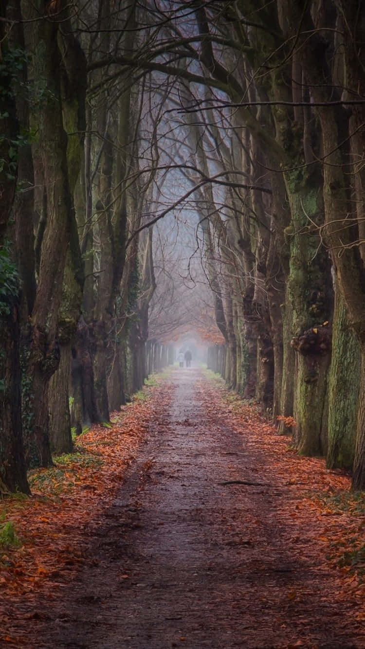 Path In Fall Season Wallpaper