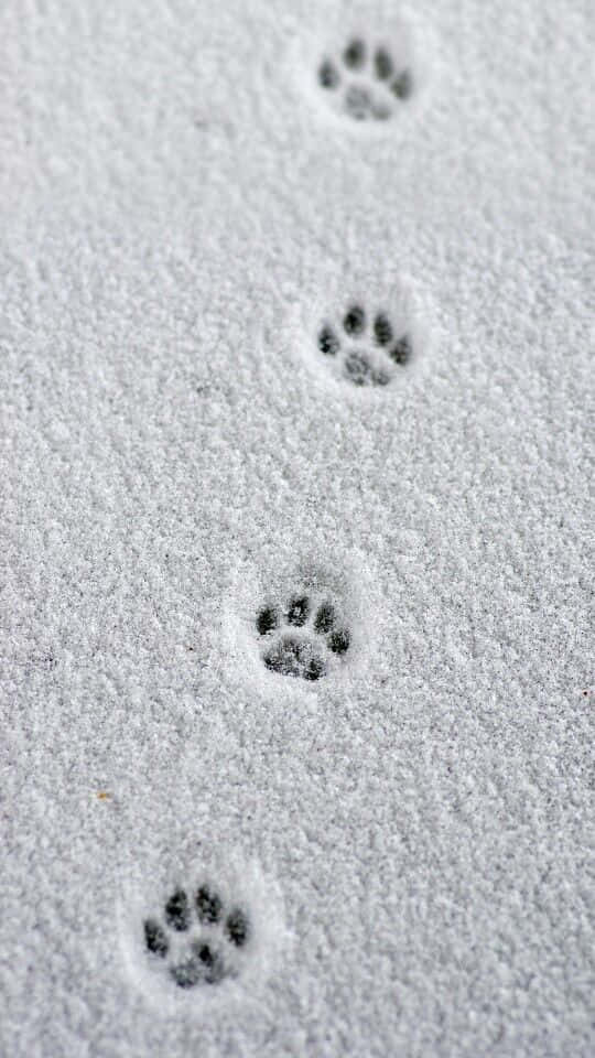 Paw Prints In Snow Iphone Wallpaper