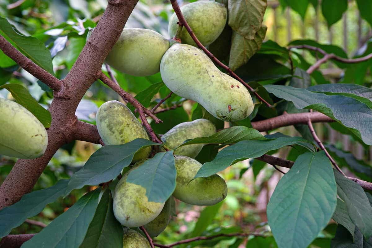 Pawpaw Fruit Branch Wallpaper