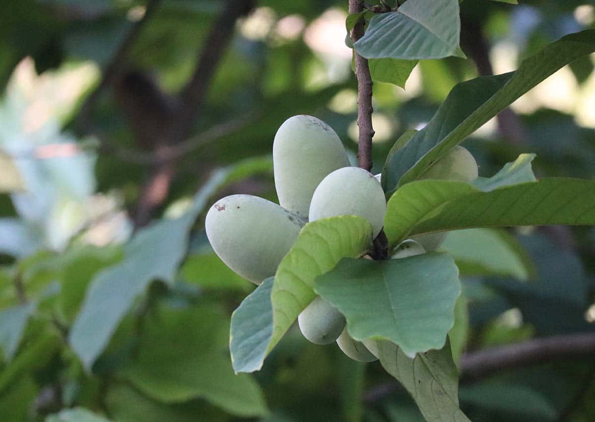 Pawpaw Fruit Branch Wallpaper