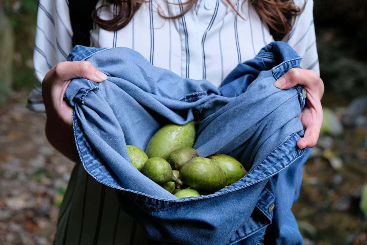 Pawpaw Harvest Apron Fullof Fruit Wallpaper