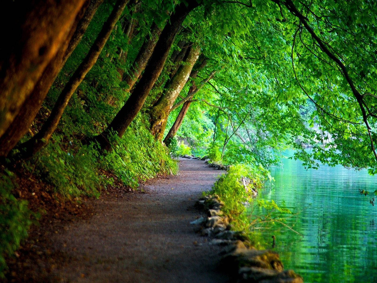 Peaceful Green Trees Wallpaper
