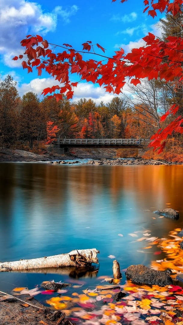 Peaceful Lake With Maples Leaves Wallpaper
