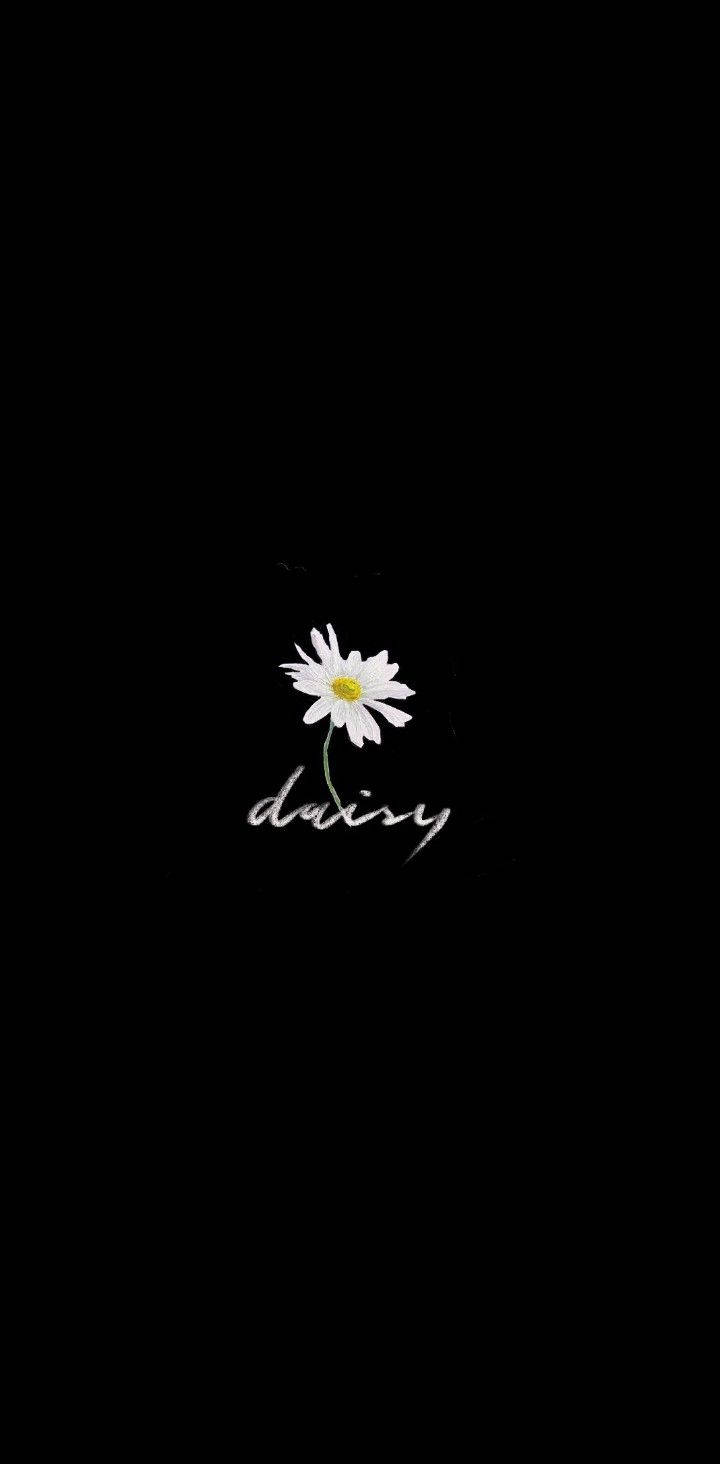 Peaceminusone Daisy Flower Wallpaper