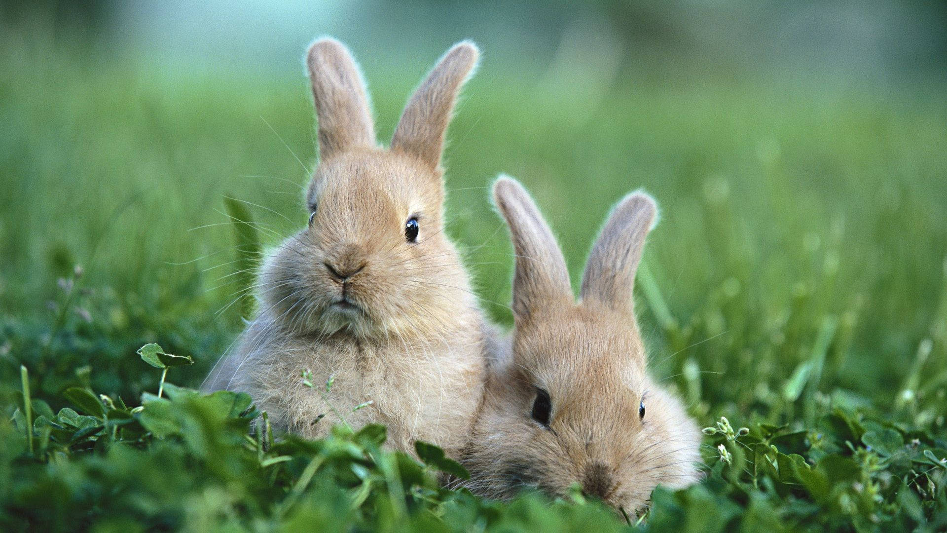 Download free Peeking Brown Bunnies Wallpaper - MrWallpaper.com