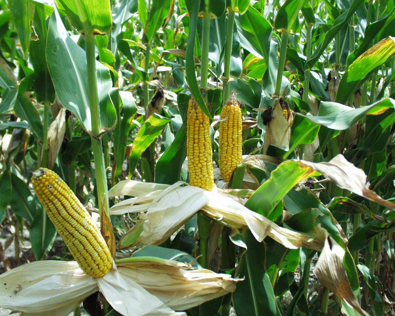 Peeled Corns In Plant Wallpaper