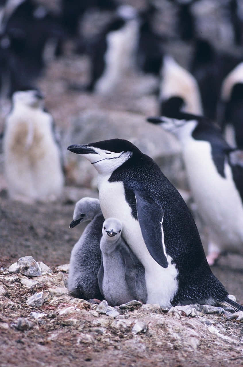 Penguin Mother Bird Wallpaper