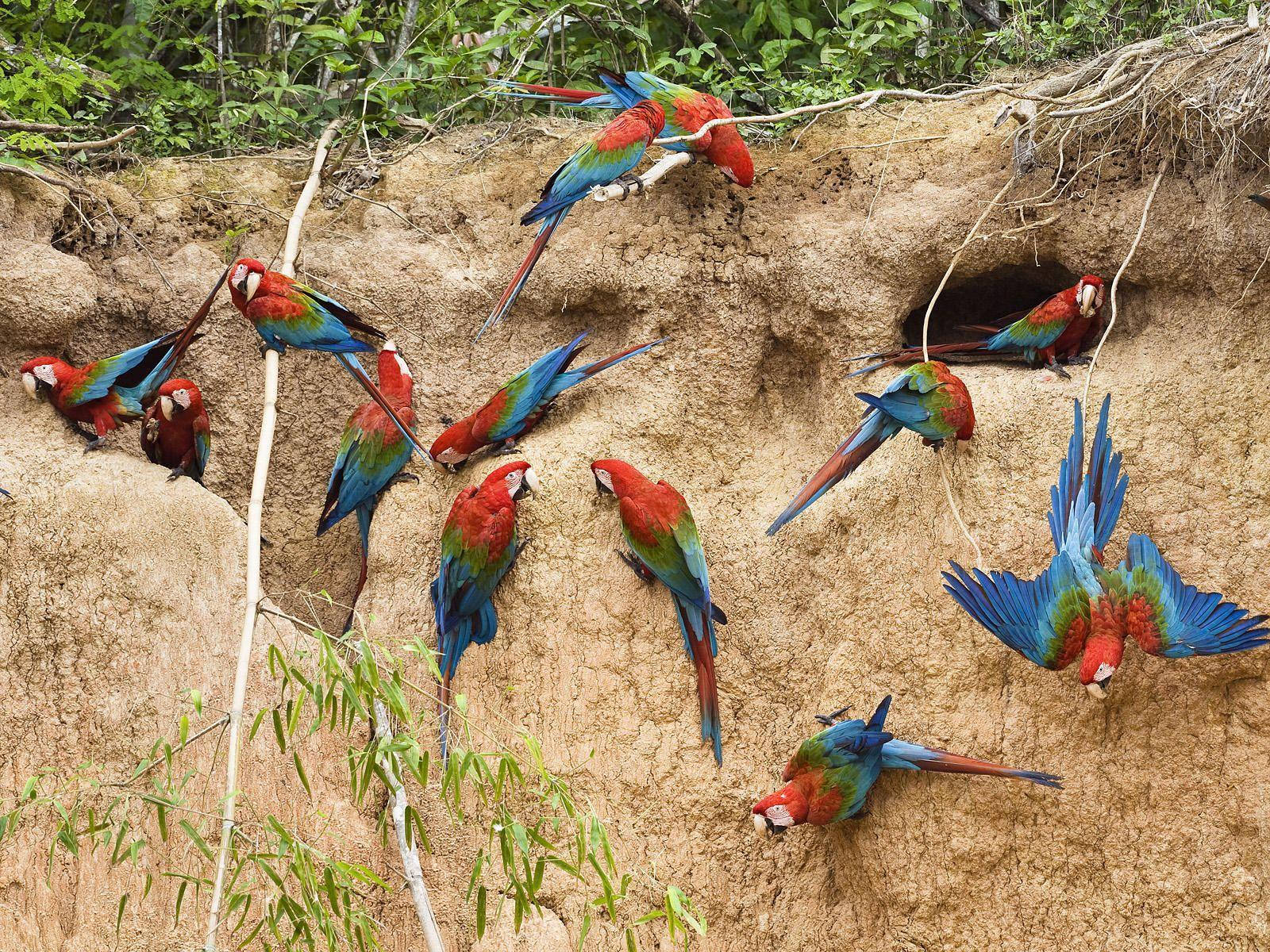 Peru Parrots Amazons Wallpaper