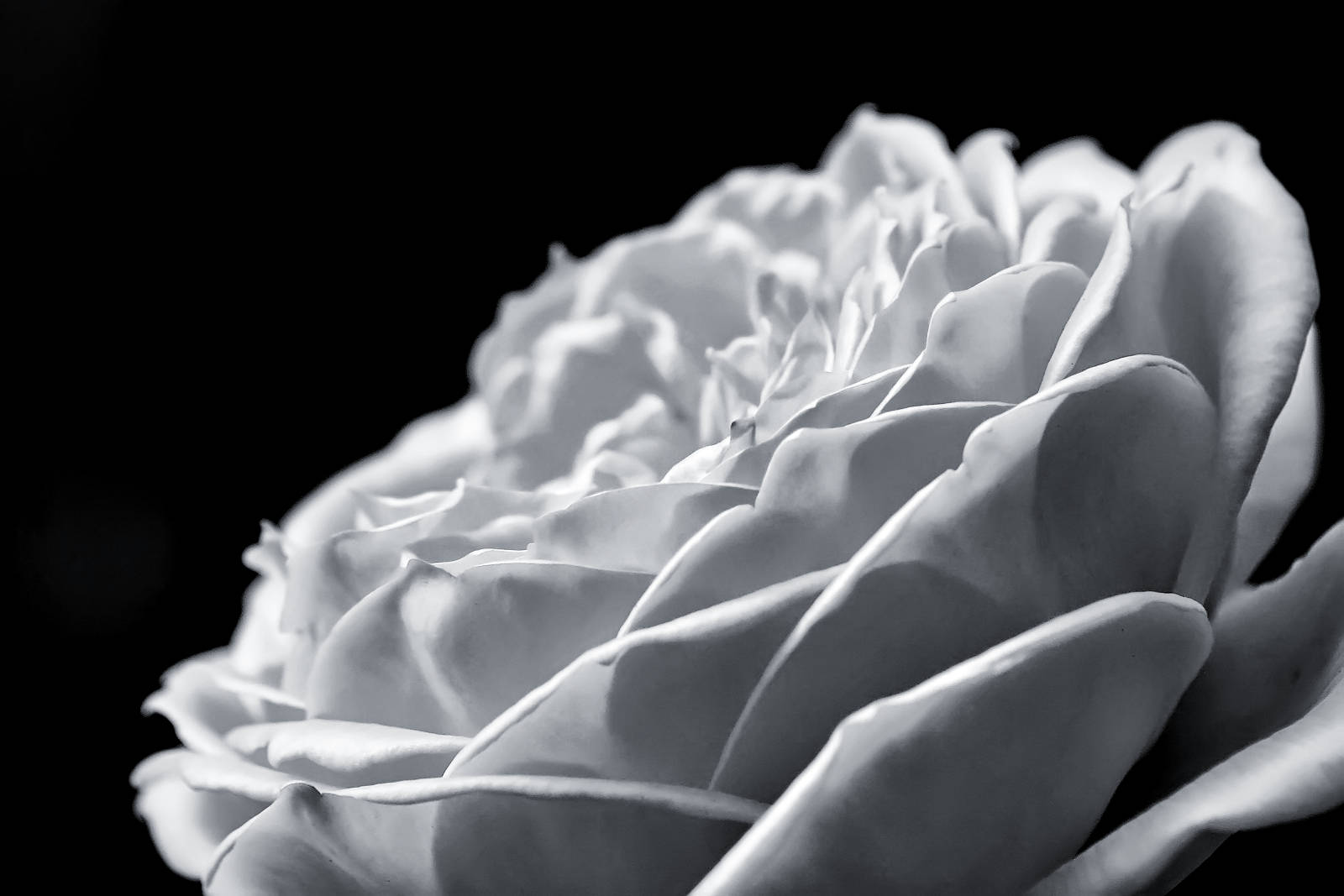 Petaled White Rose And Black Background Wallpaper