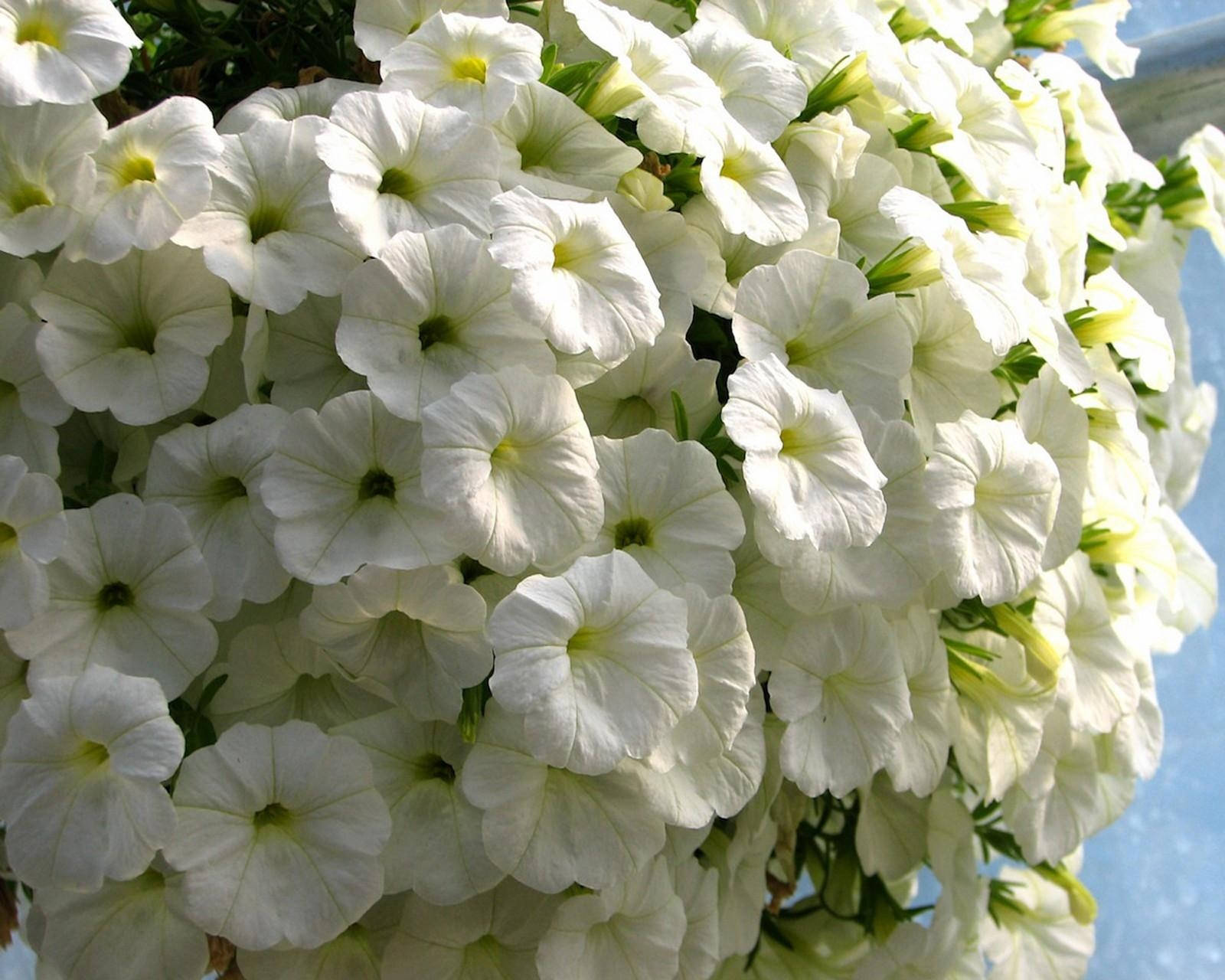 Petunia, Flowers, Snow-white, Close-up, Beauty Wallpaper