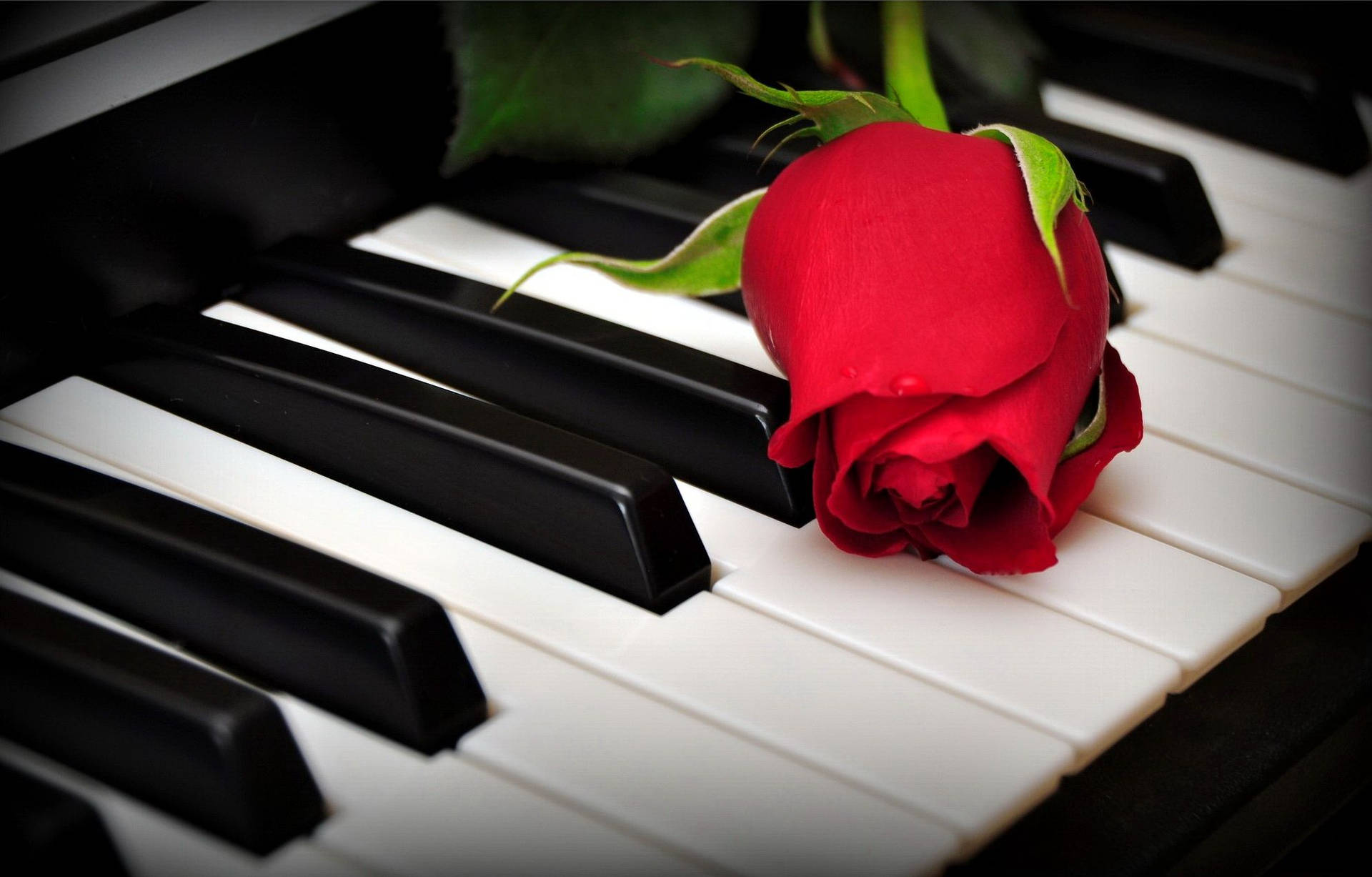 Download free Piano With Red Rose Wallpaper - MrWallpaper.com